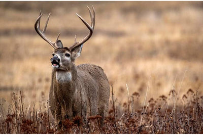 35+ Standout Gifts for Deer Hunters [2023 Edition]