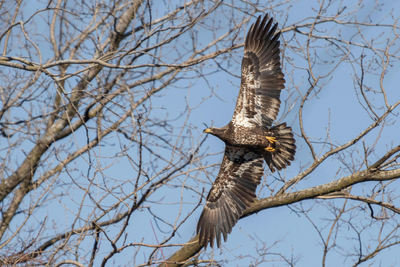 27 Game-Winning Gifts for Bird Hunters [2024]